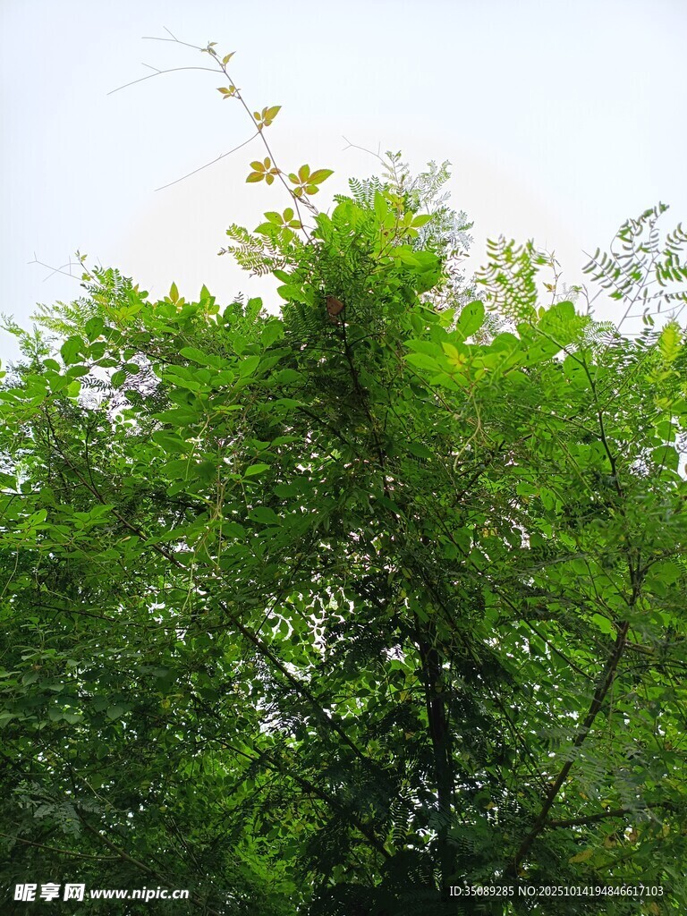 绿意盎然的繁茂树林