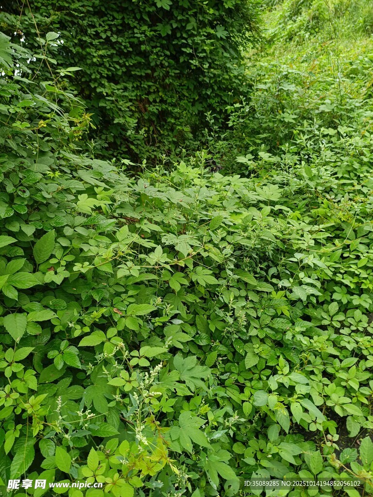 繁茂绿植覆盖的自然景象