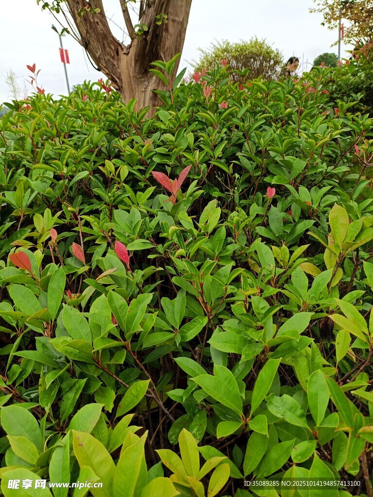 繁茂绿植中的鲜艳花朵