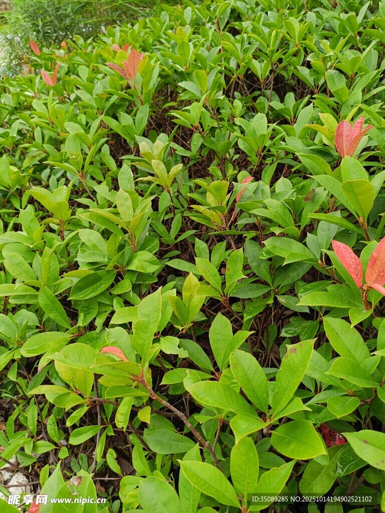 绿叶间的粉嫩植物