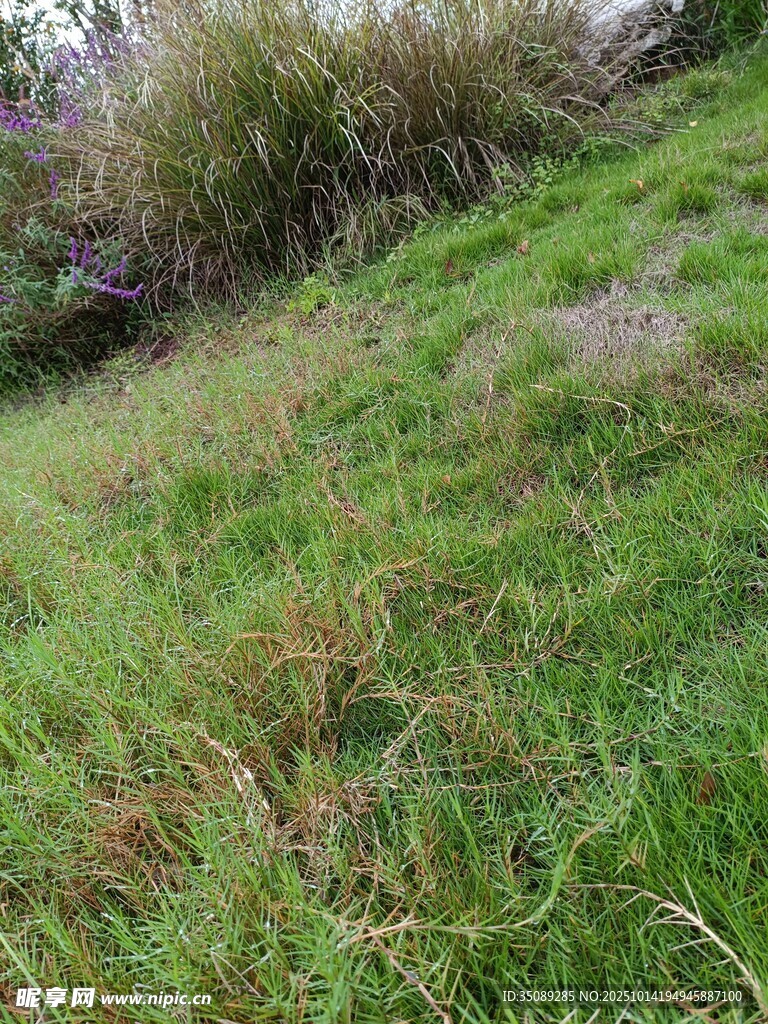 绿意盎然的草地山坡