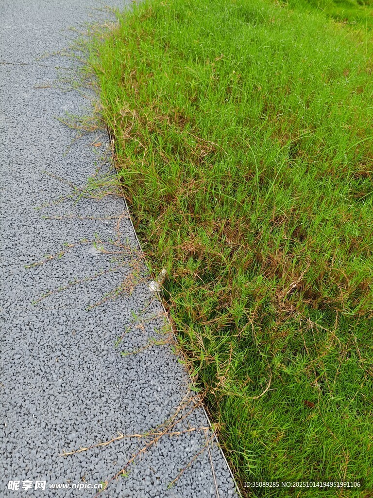路边翠绿草地与灰色步道