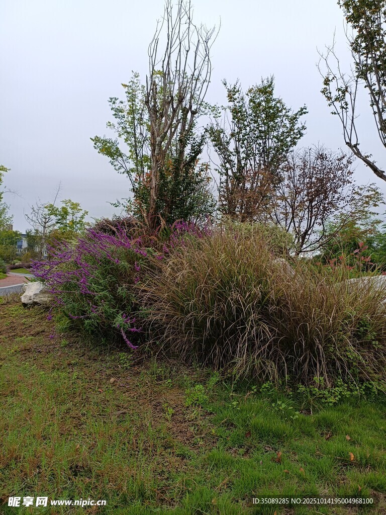 户外自然植物景观