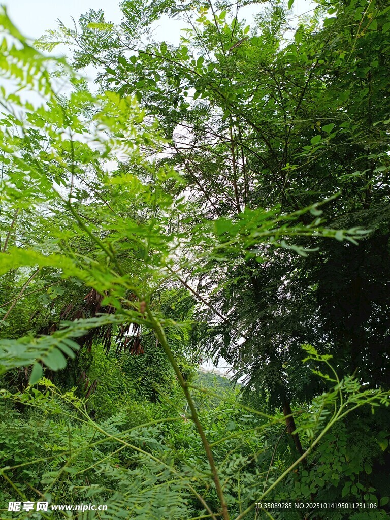繁茂绿意中的自然景象