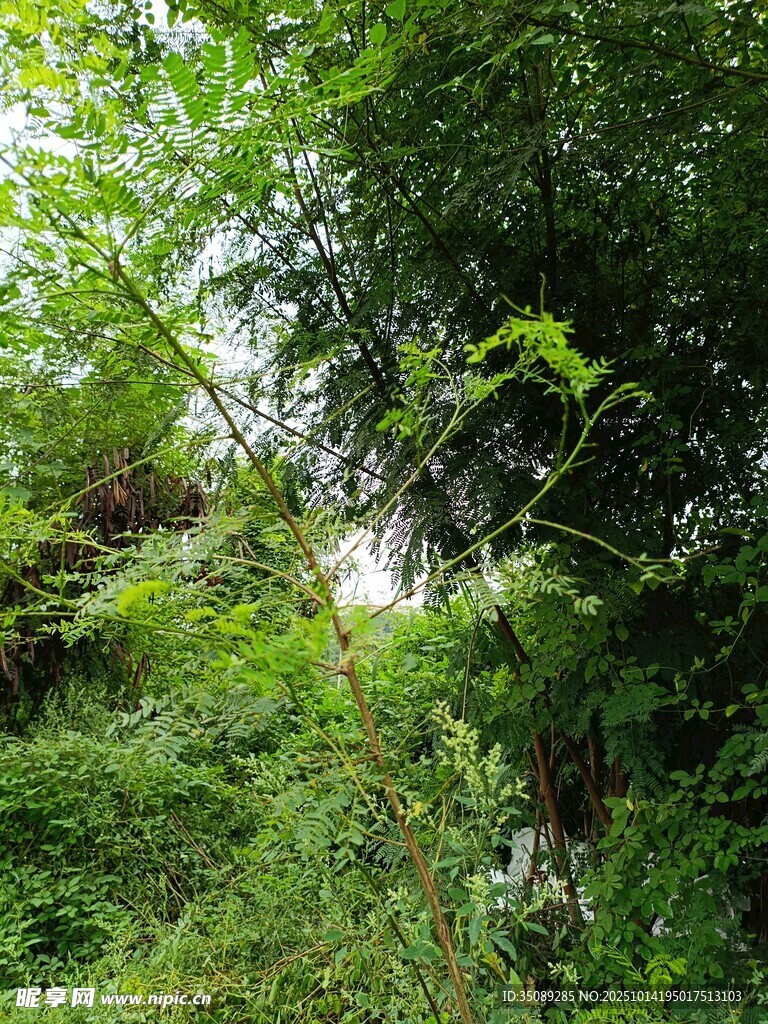 繁茂绿植中的自然景致