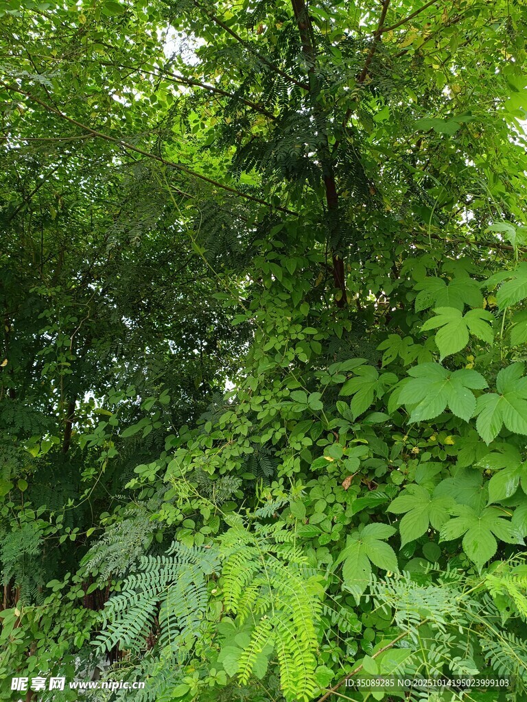 茂密丛林中的繁茂绿植
