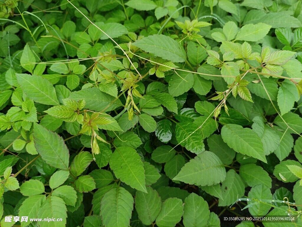 繁茂绿植特写