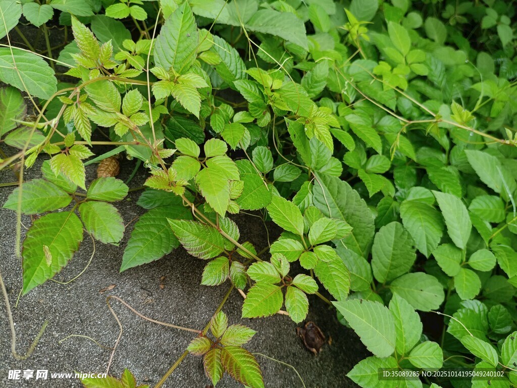 翠绿繁茂的地面植物