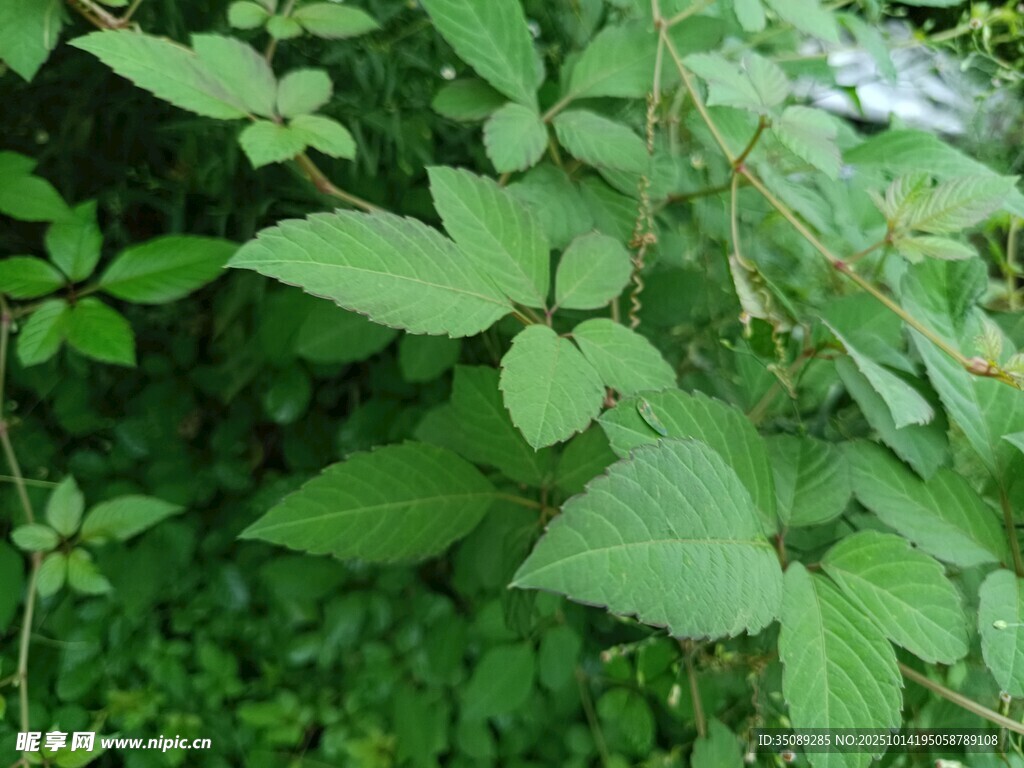 茂密绿叶植物景观