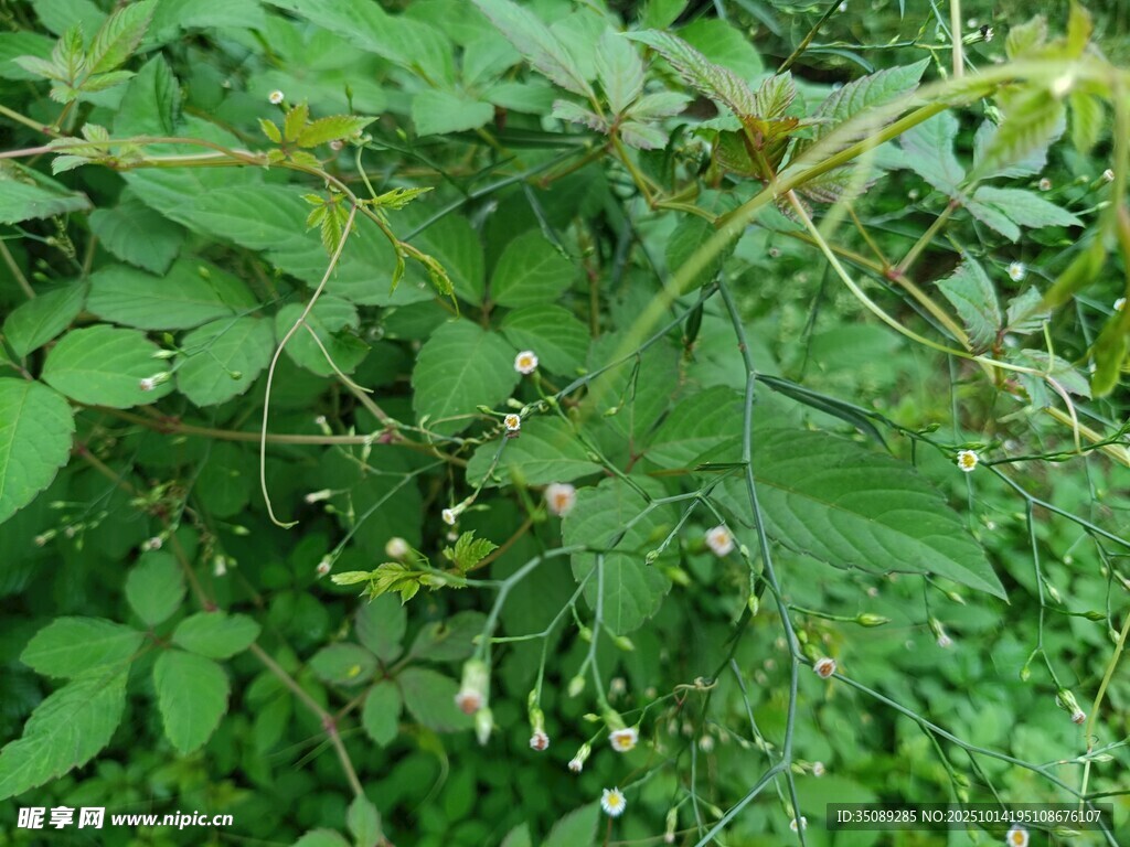 繁茂的绿色植物景象