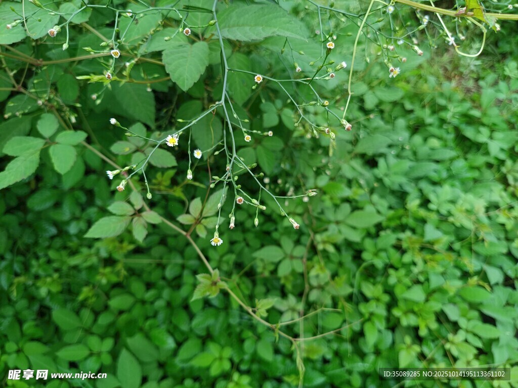 繁茂绿植景观