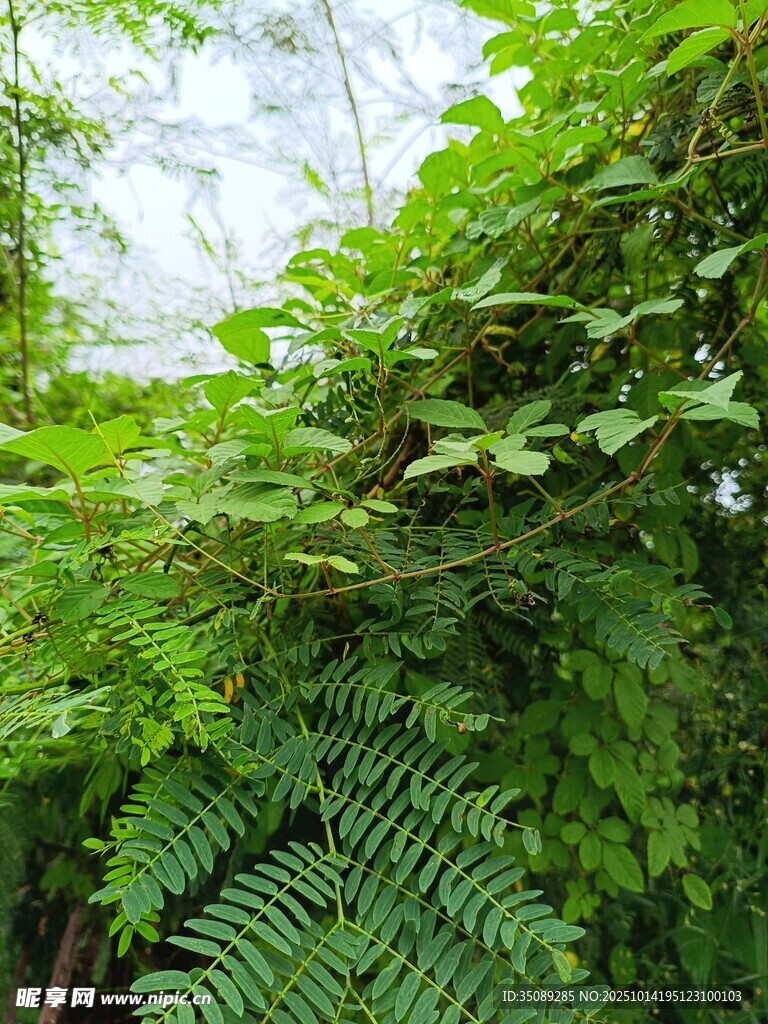 繁茂绿植展现自然生机