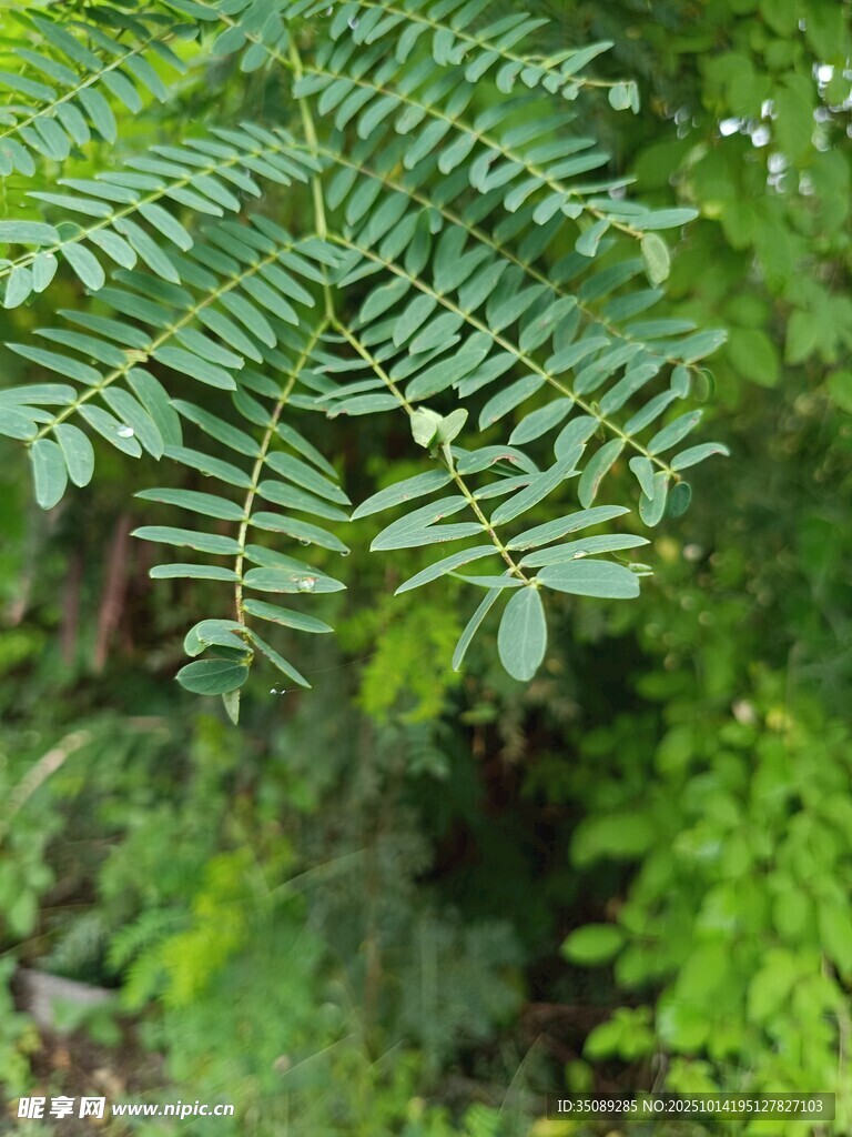 翠绿羽状复叶植物特写