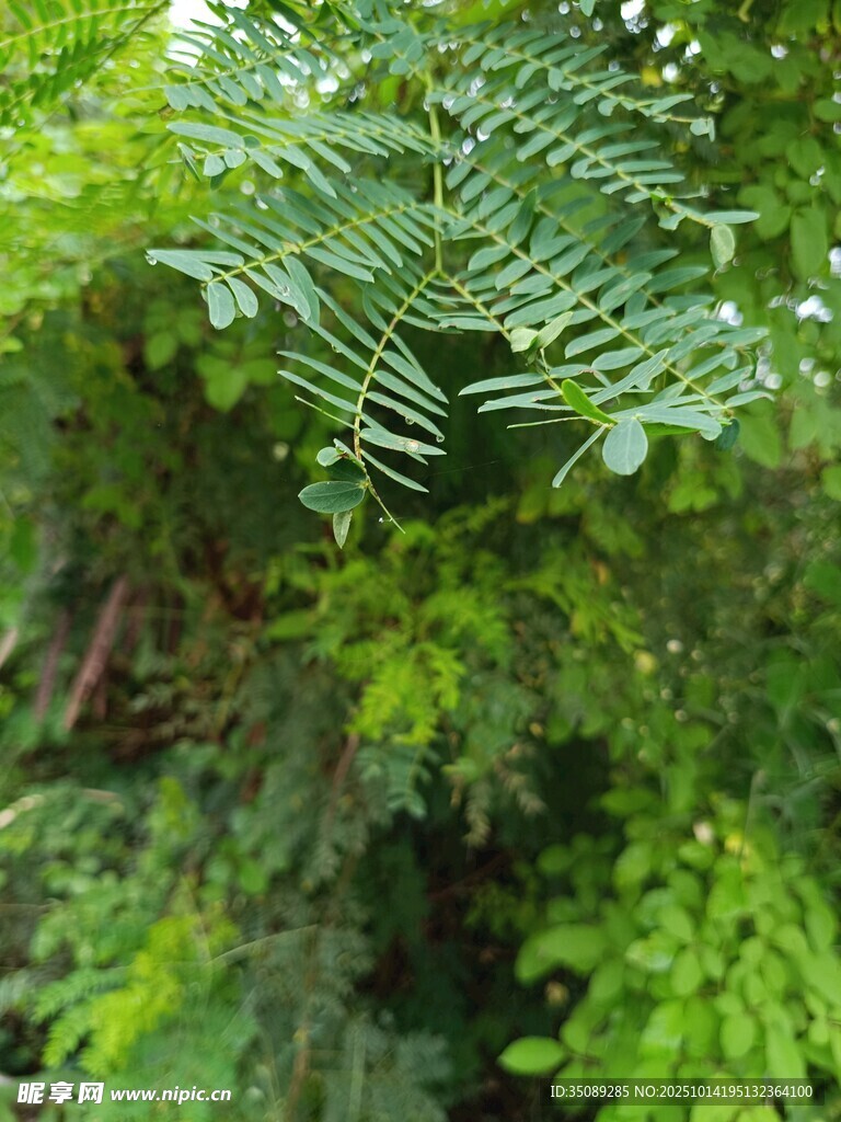 翠绿繁茂的羽状叶片植物