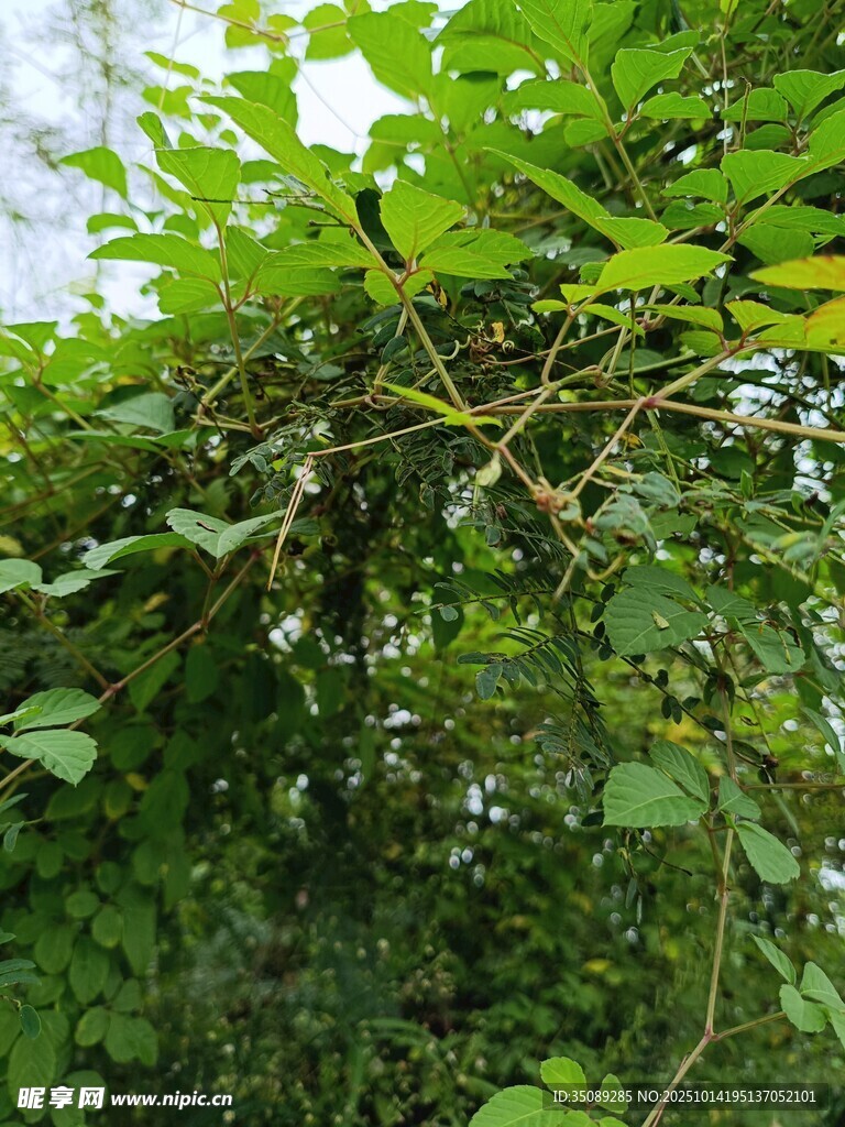 繁茂绿植藤蔓缠绕景象