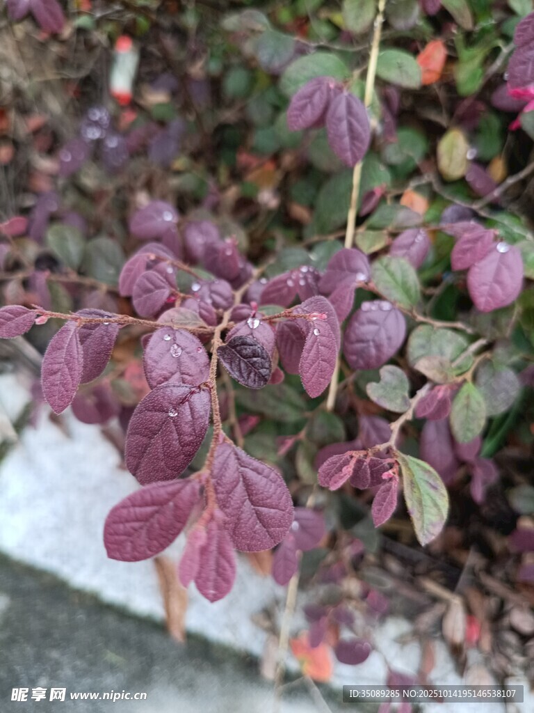 紫叶植物特写