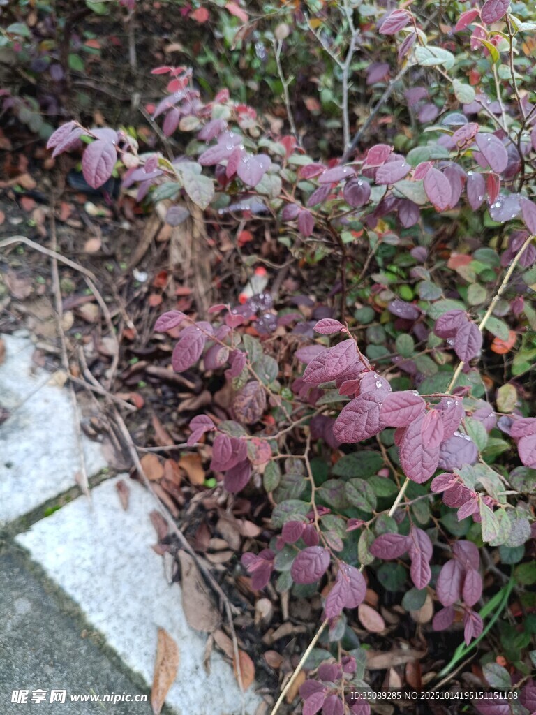 冬日墙边的紫叶植物