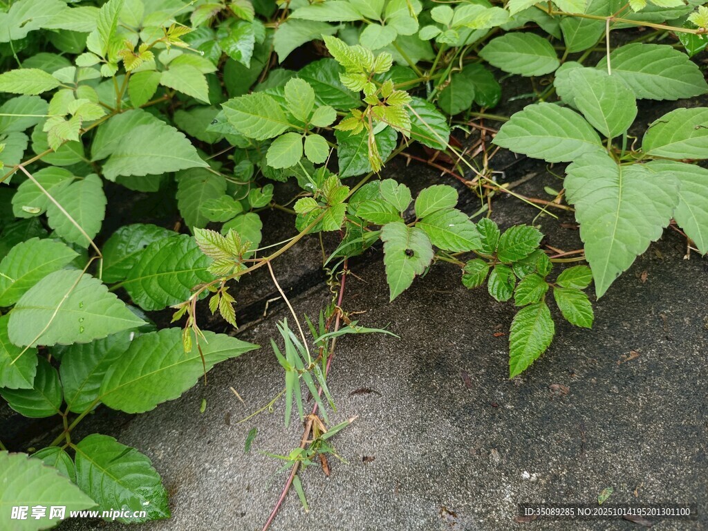 墙边繁茂的绿色藤蔓植物