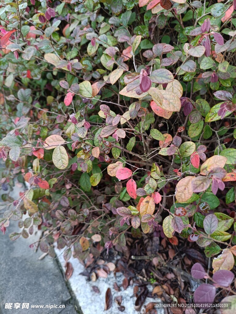 多彩斑斓的灌木丛景观