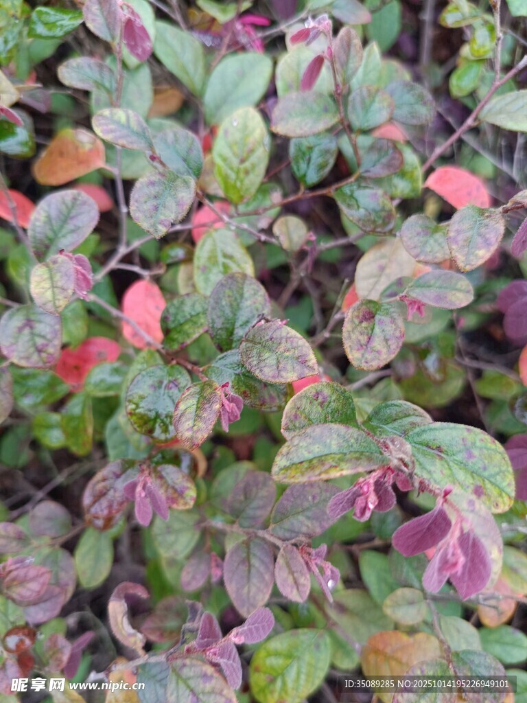 多彩斑斓的植物叶片