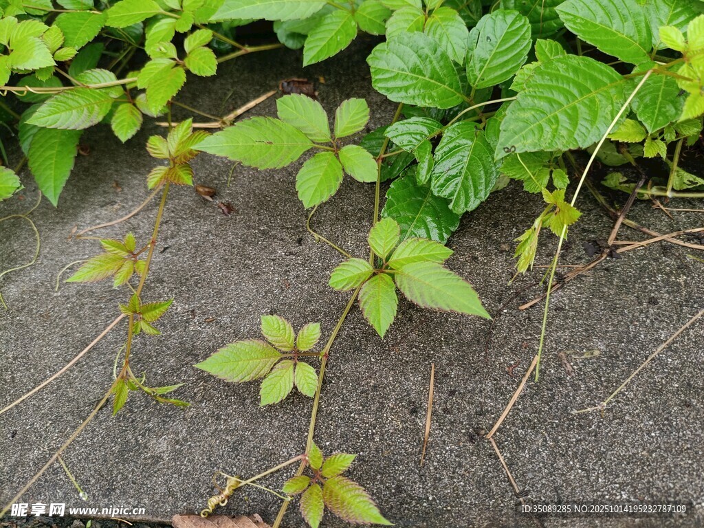 地面上的嫩绿藤蔓植物