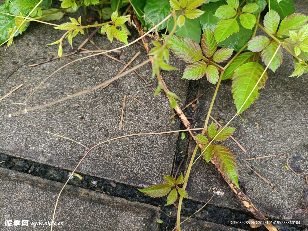 墙边生长的嫩绿藤蔓植物