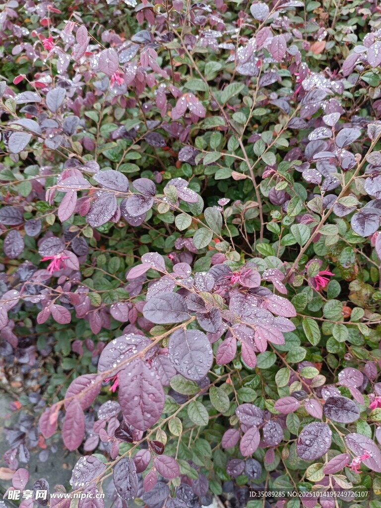 紫叶植物景观