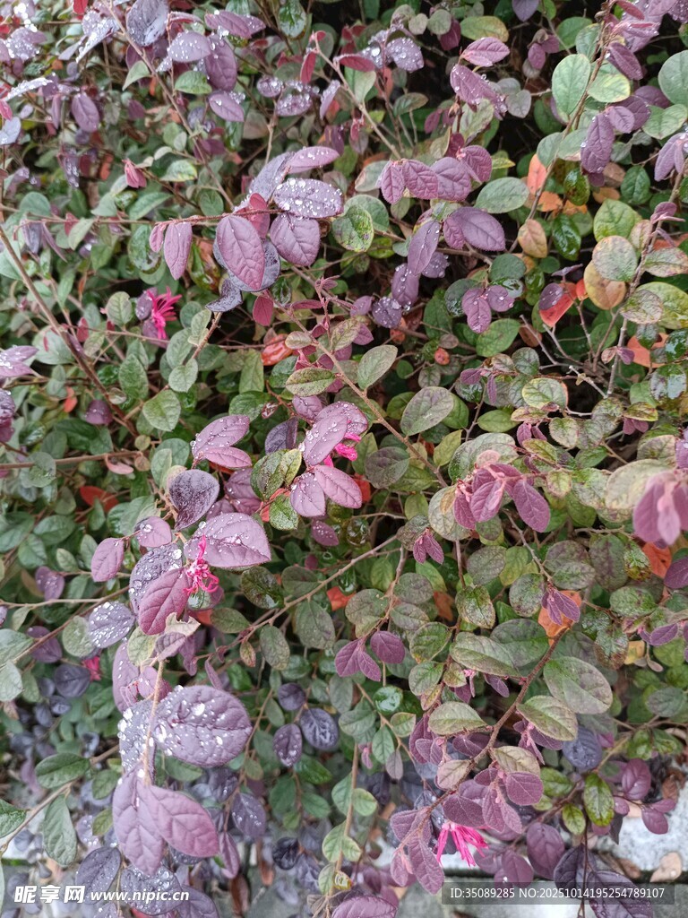 多彩花叶植物特写