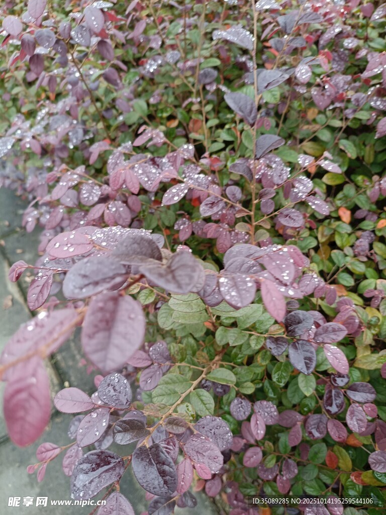 紫叶植物特写