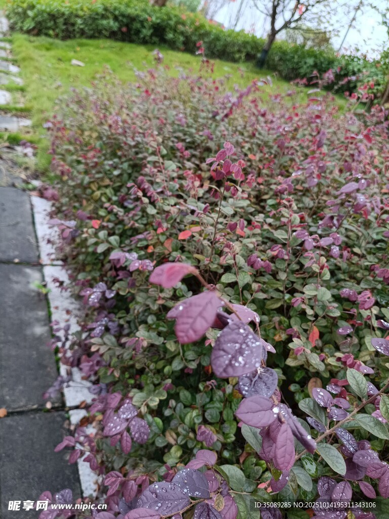 路边紫叶植物景观