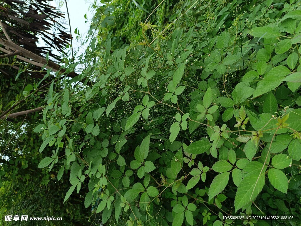 繁茂绿植自然绿意景象