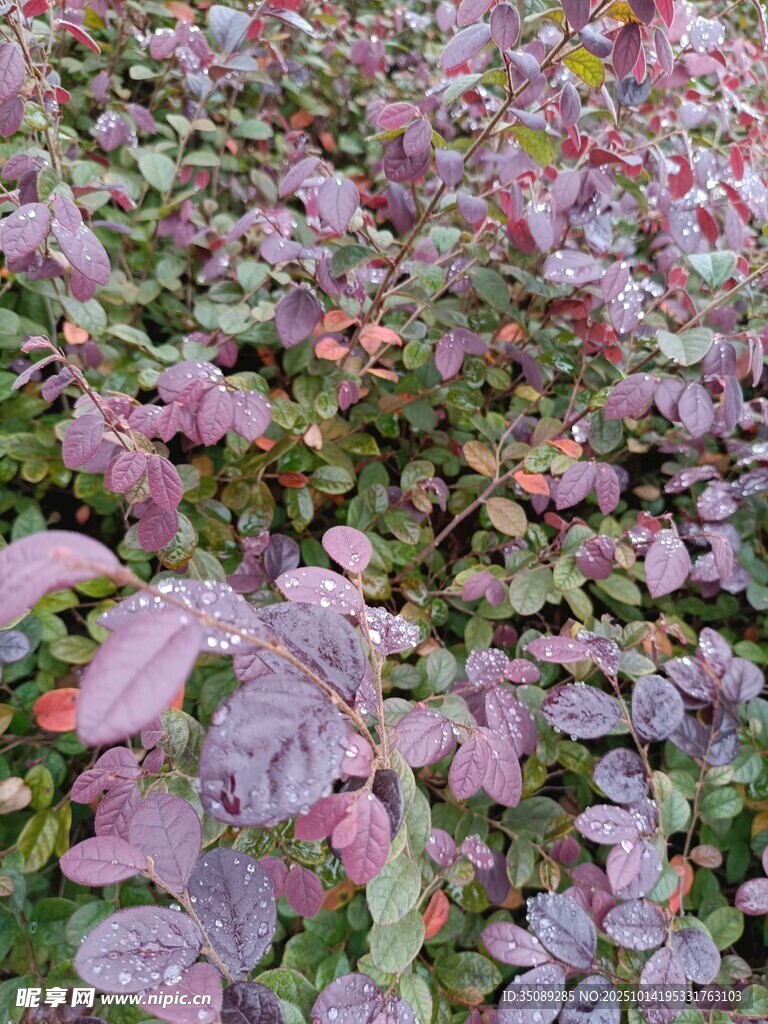 紫色植物景观