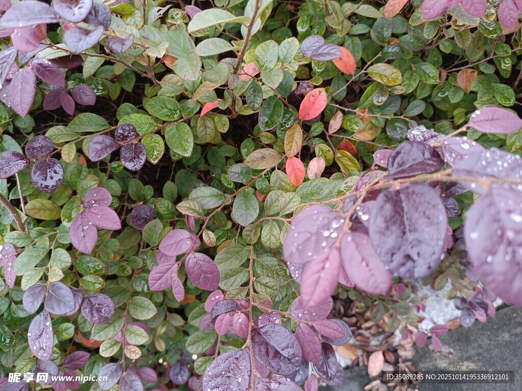 紫色叶片植物景观