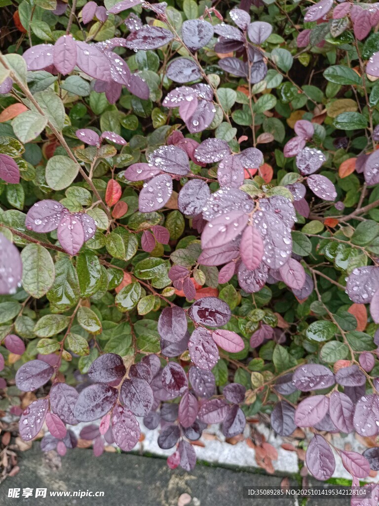 粉色花卉绿植景观