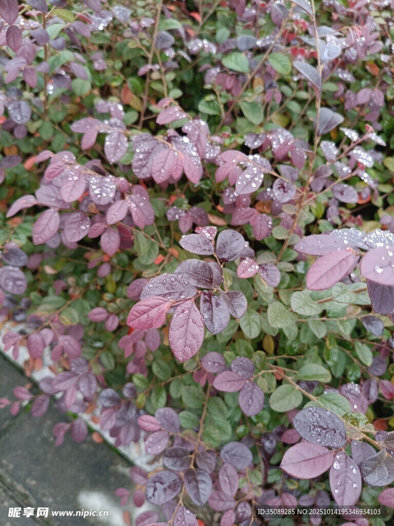 粉绿相间的多彩植物叶片