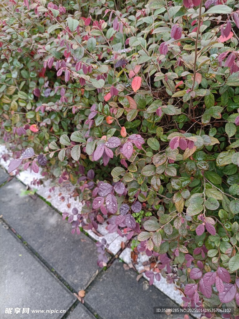 路边多彩植物景观