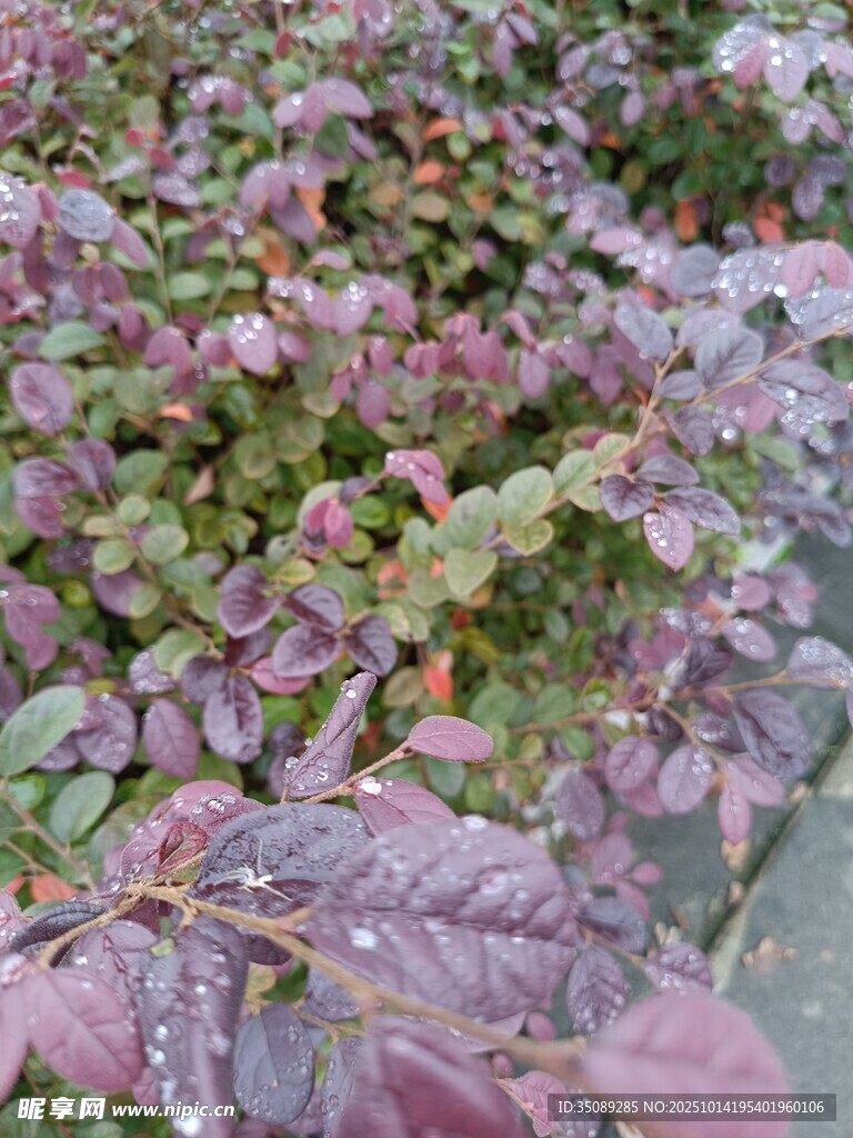 紫叶植物特写