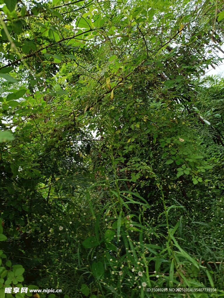 茂密丛林绿意盎然