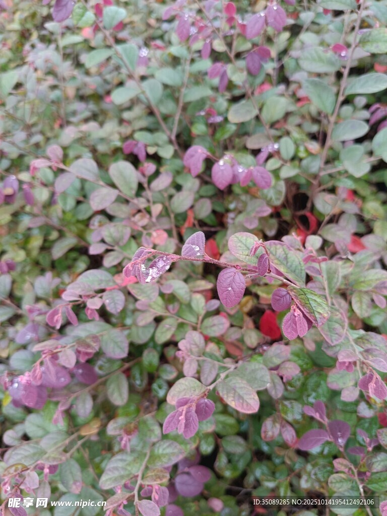 粉色植物景观