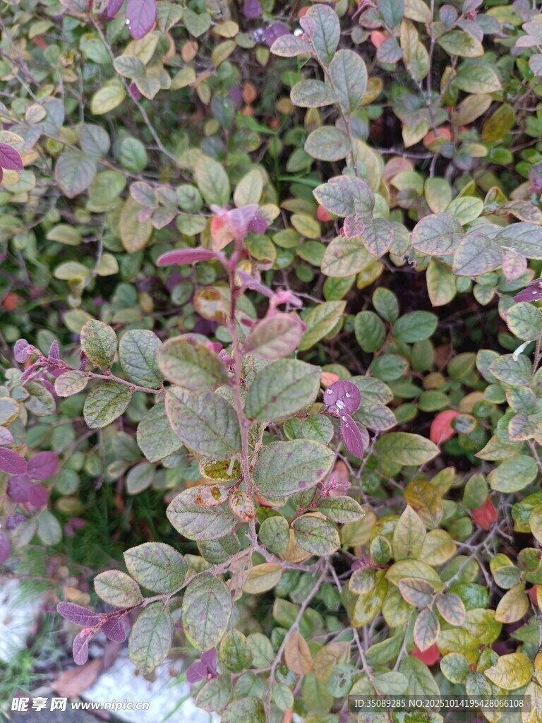 多彩叶片植物特写