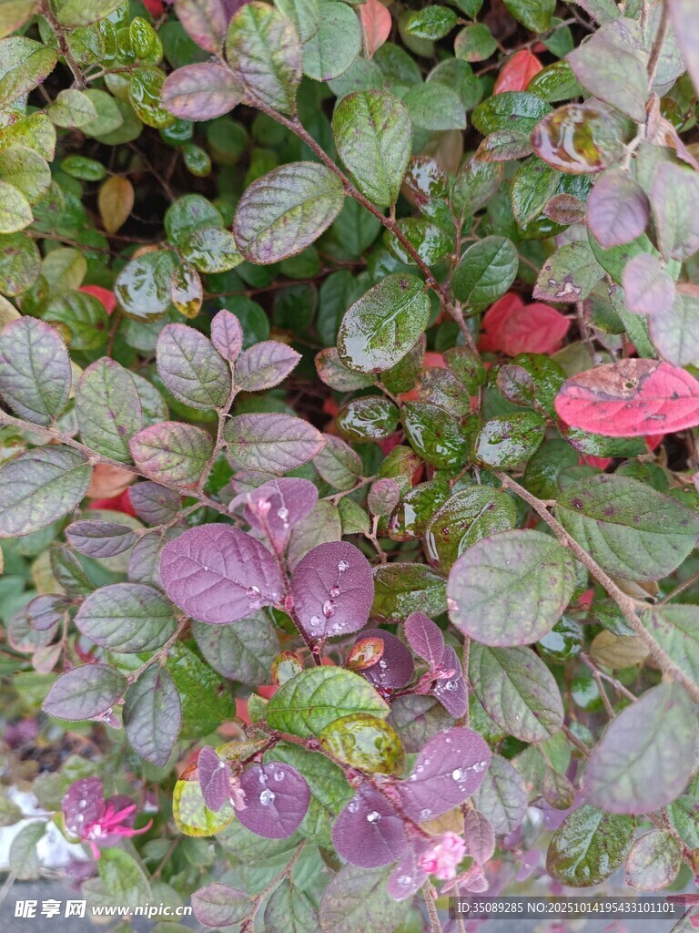 多彩斑斓的植物叶片