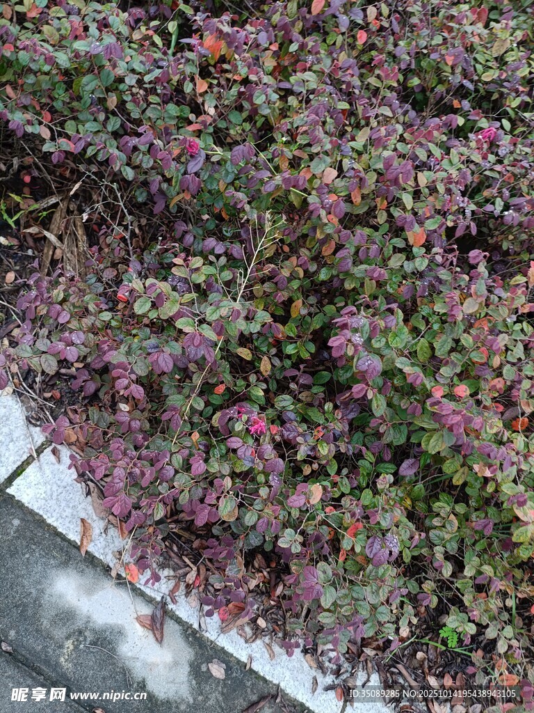 多彩植物景观