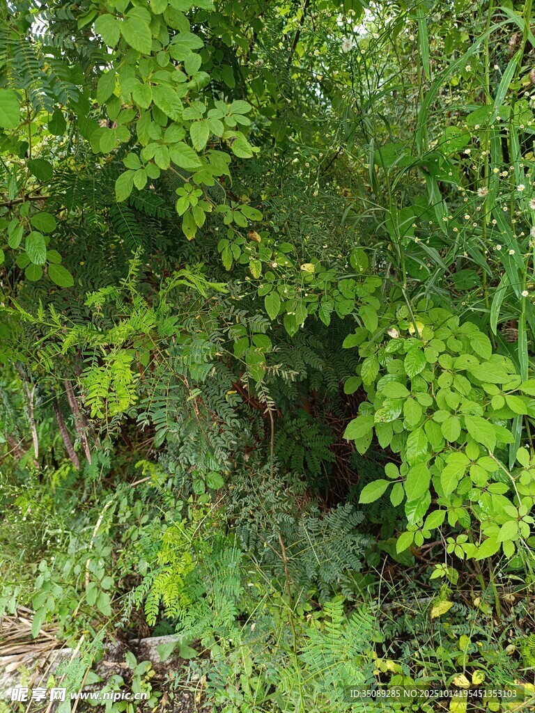 繁茂绿植景观
