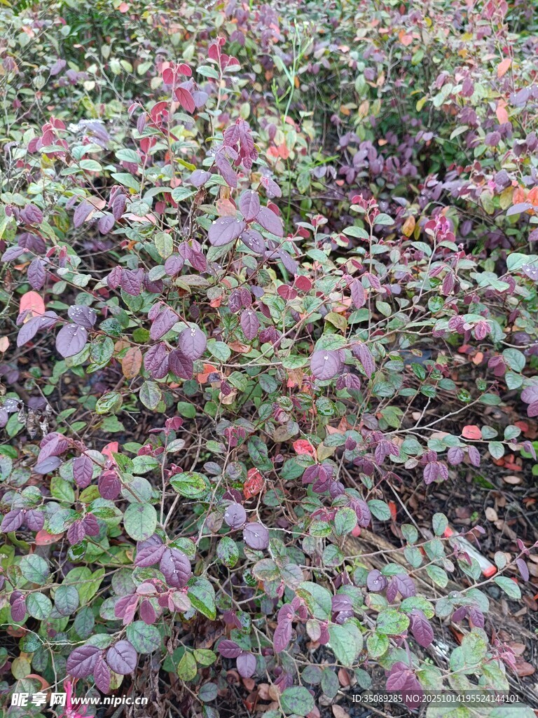 多彩斑斓的植物景观