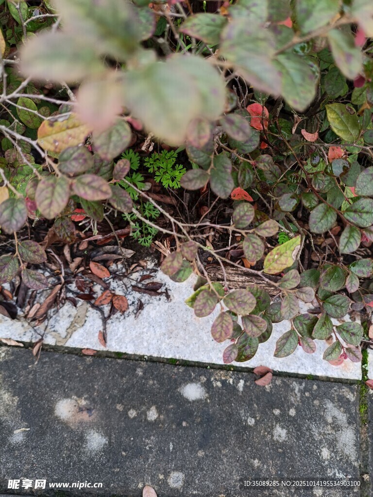 墙边生长的多彩植物