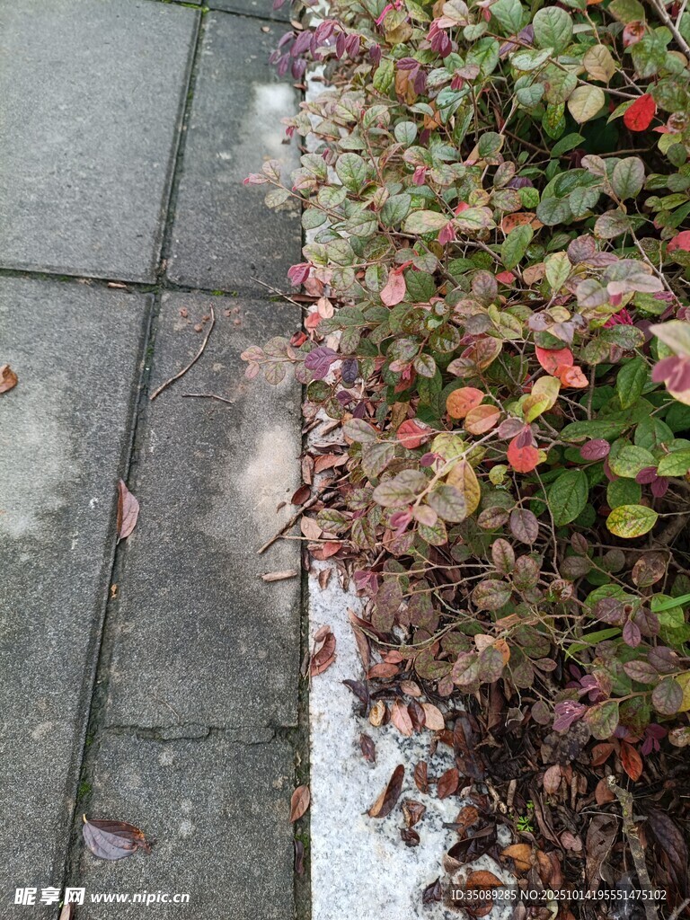 路边多彩植物与石板路