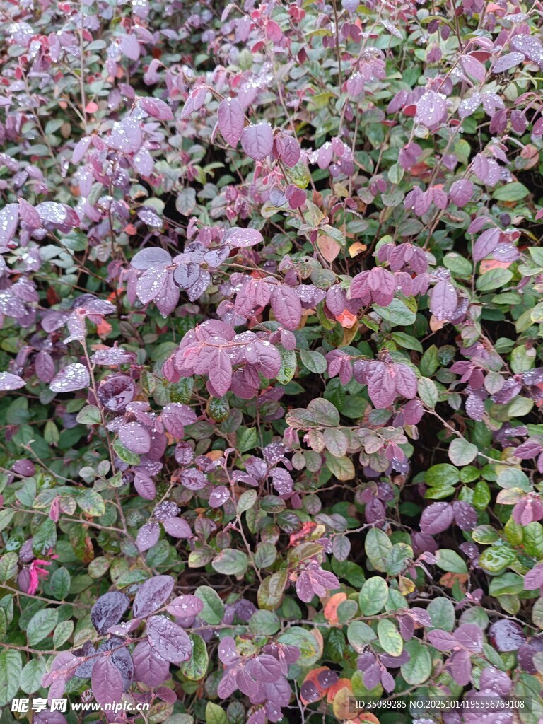 紫色植物景观
