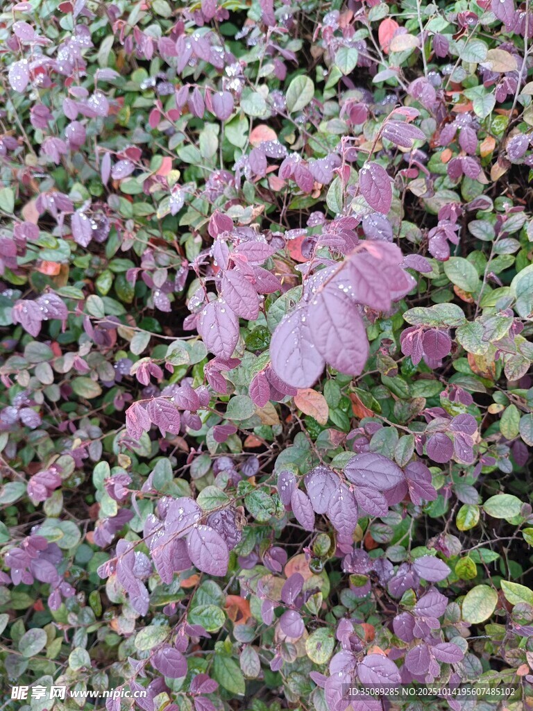 紫色叶片植物特写