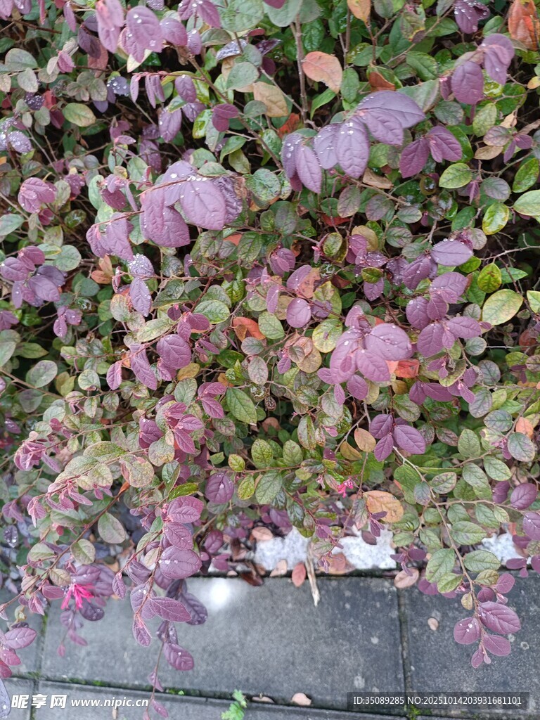 地面上的多彩落叶