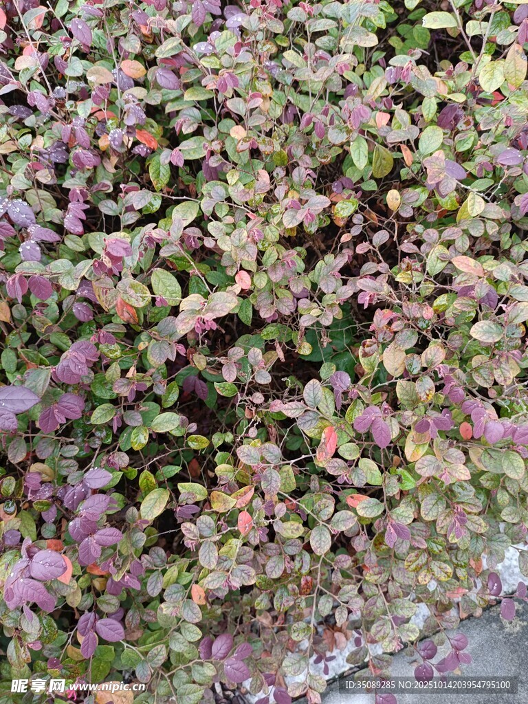 多彩斑斓的叶片植物